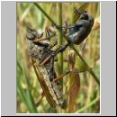 Pamponerus germanicus - Alabasterfliege w07 mit Blatthornkaefer-Hoplia.jpg